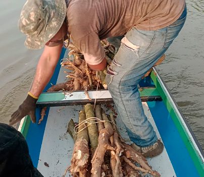 Sananga Roots A person in a boat handling a bundle of Sananga roots, harvested from the river for traditional uses.